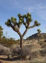 Yucca brevifolia