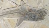 El fósil de un antiguo tiburón de la era de los dinosaurios resuelve un misterio de siglos