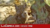 La población de lince ibérico supera los 2.000 ejemplares, 715 de ellos en C-LM, y se aleja del riesgo de extinción