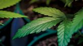 Canopy Growth Doubles Down On Its USA Strategy, Announces Exercise of Acreage Options - Acreage Holdings (OTC:ACRDF...