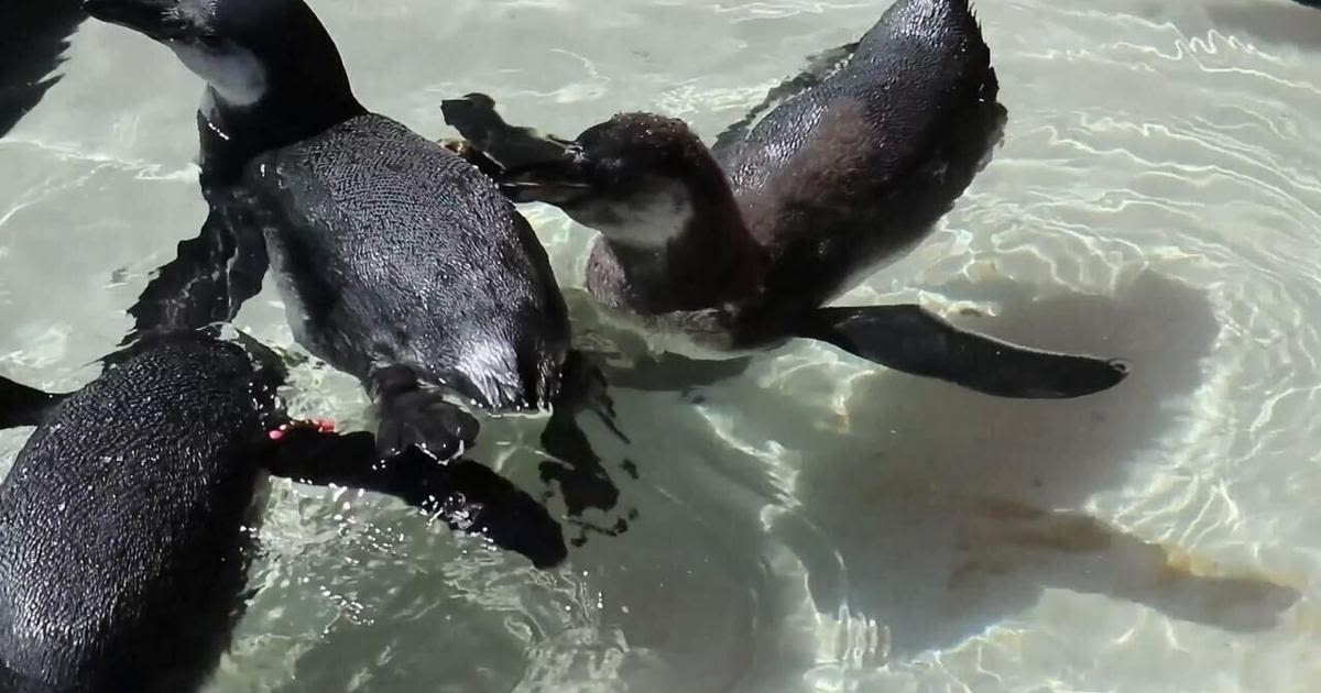 RAW VIDEO: Penguin Chicks Have Their First Swimming Lesson