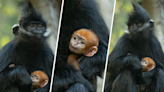 ‘Significant achievement’: Adorable bright orange endangered monkey born at San Diego Zoo