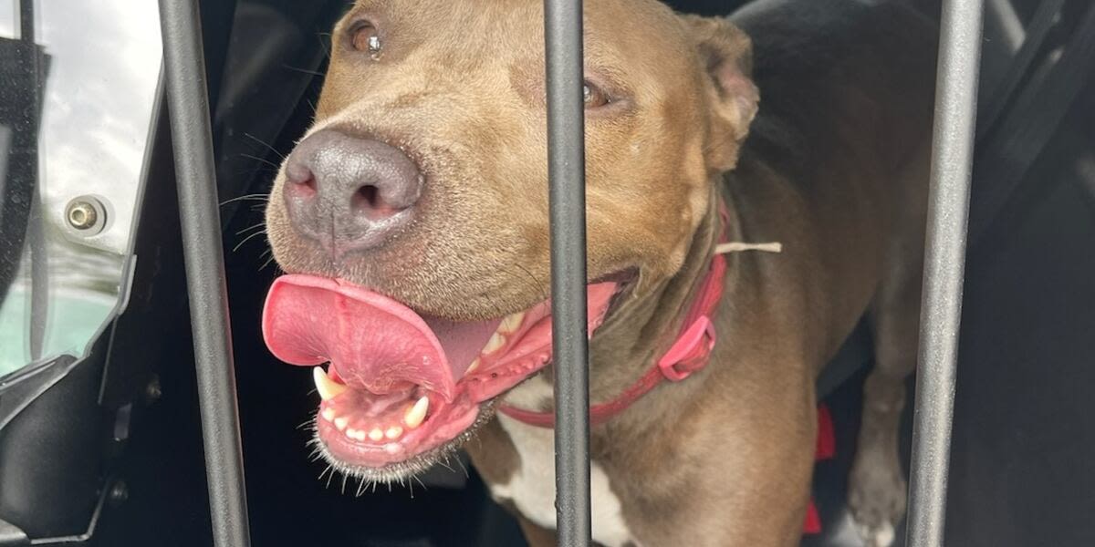 Officers break car window to rescue dog locked in blazing hot car