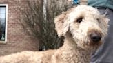 Goldendoodle saves family in Oconomowoc fire