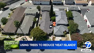 Experts: Lean on trees for relief from extreme heat, heatwaves