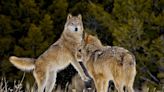 The War on Wolves Will Hurt Humans Too