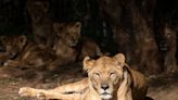 Indian court orders zoo to change ‘blasphemous’ names of cohabiting lions