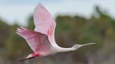 A Rare Pink Bird Has Been Spotted in Wisconsin for the First Time in Almost 2 Centuries