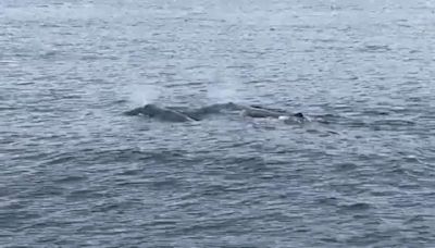 9頭抹香鯨花蓮集體現蹤 可能因賞鯨船航班減、干擾少