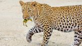 Watch: Baby goose pulls a fast one to escape from leopard