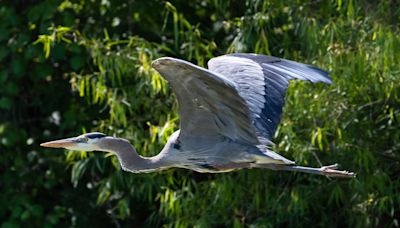 We asked. You answered. What to name peninsula on Lady Bird Lake in Austin