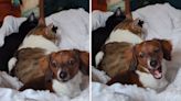 Mini dachshund raised by cats doesn't have single dog "bone in her body"