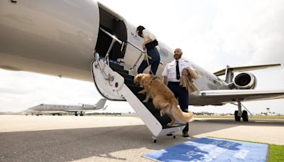 Flights take off for the new Bark airline, where you can pay $6,000 to travel with your dog