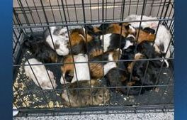 ‘Dire situation’: Nearly 50 guinea pigs found abandoned near Dracut brook