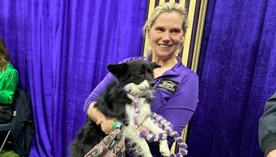 Westminster dog show agility 2024: Nimble makes history as 1st mixed-breed dog to win