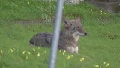 Coyote killed at Golden Gate Park confirmed as animal in attack on girl