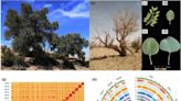 Desert Poplar's Genetic Blueprint: Insights into A | Newswise