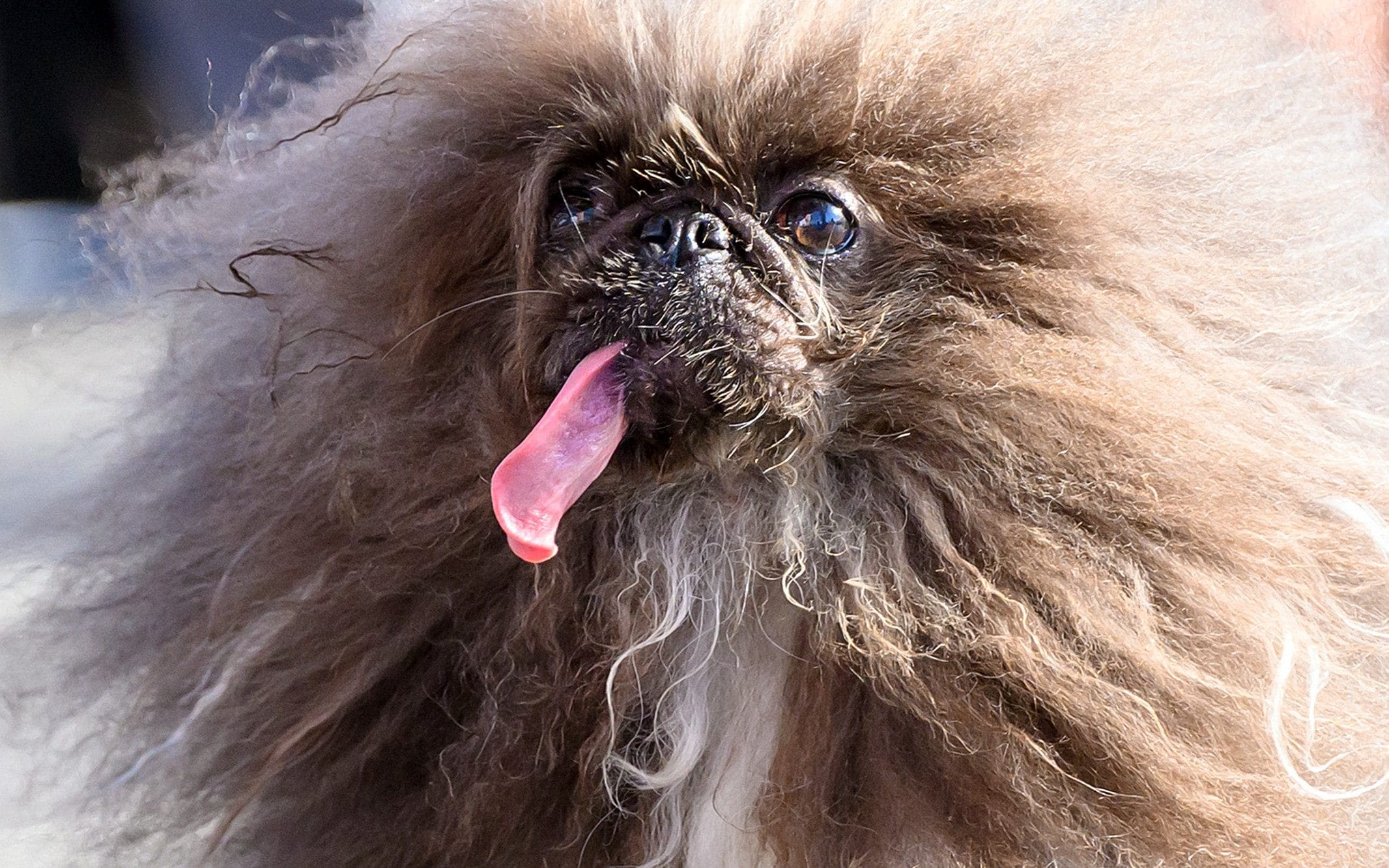 Pictured: ‘Wild Thang’ crowned world’s ugliest dog