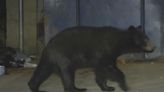 Bear sightings in central Kentucky becoming more frequent