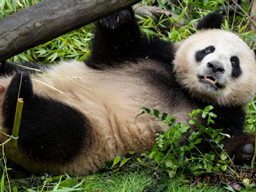 Giant pandas from China acclimate to new home at San Diego Zoo