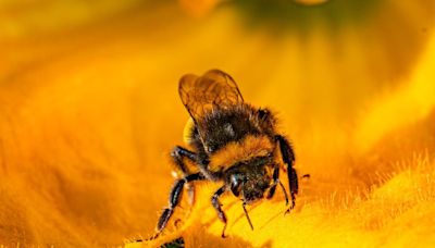 Watchdog investigates emergency authorisation for banned bee-killing pesticide