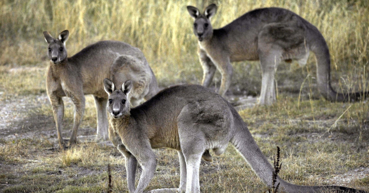 65 kangaroos found dead in Australia: "The worst thing I've seen"