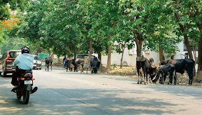 Stray cattle pose risk to commuters