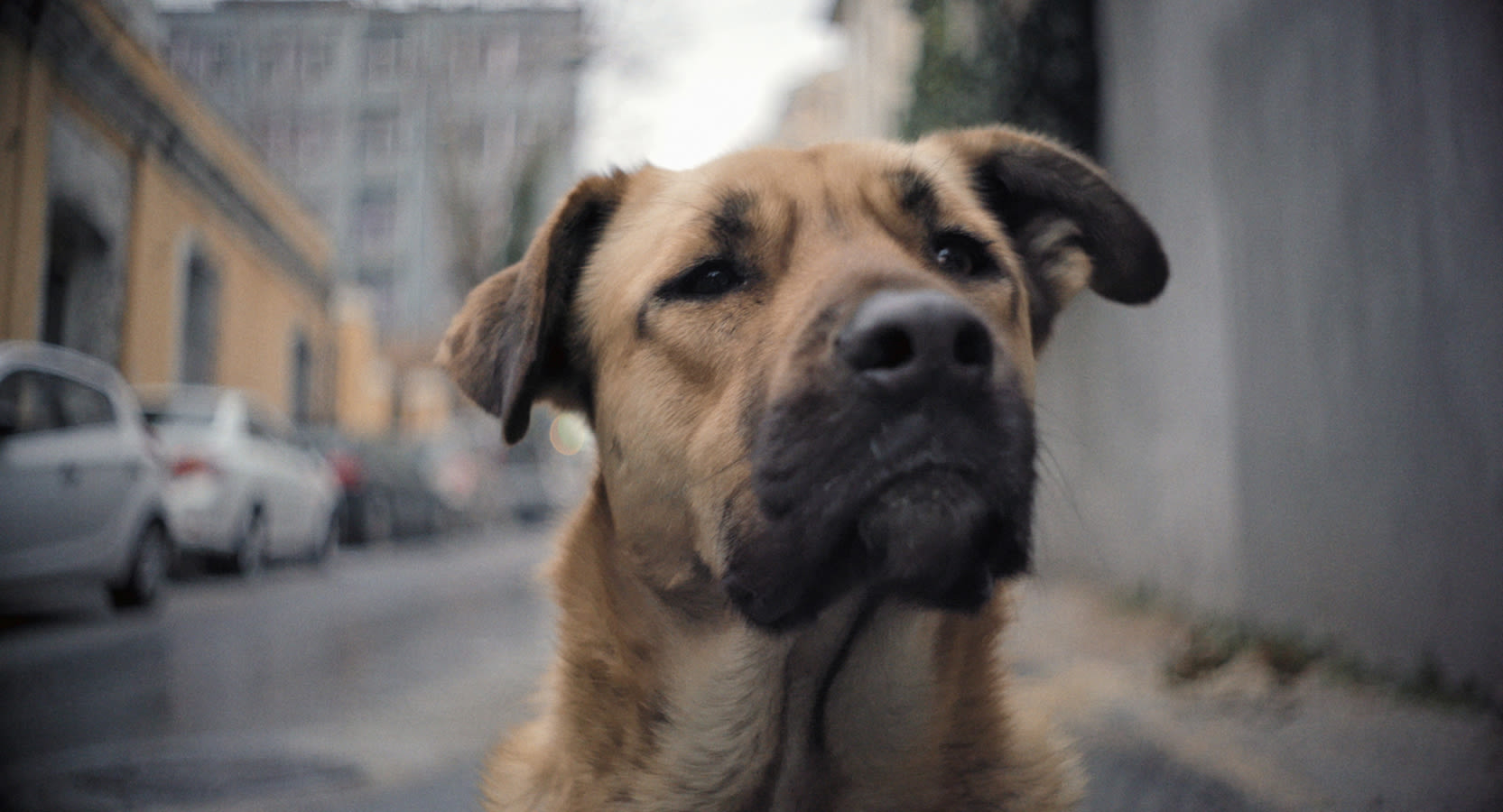 Turkey approves law to remove millions of stray dogs from the country's streets
