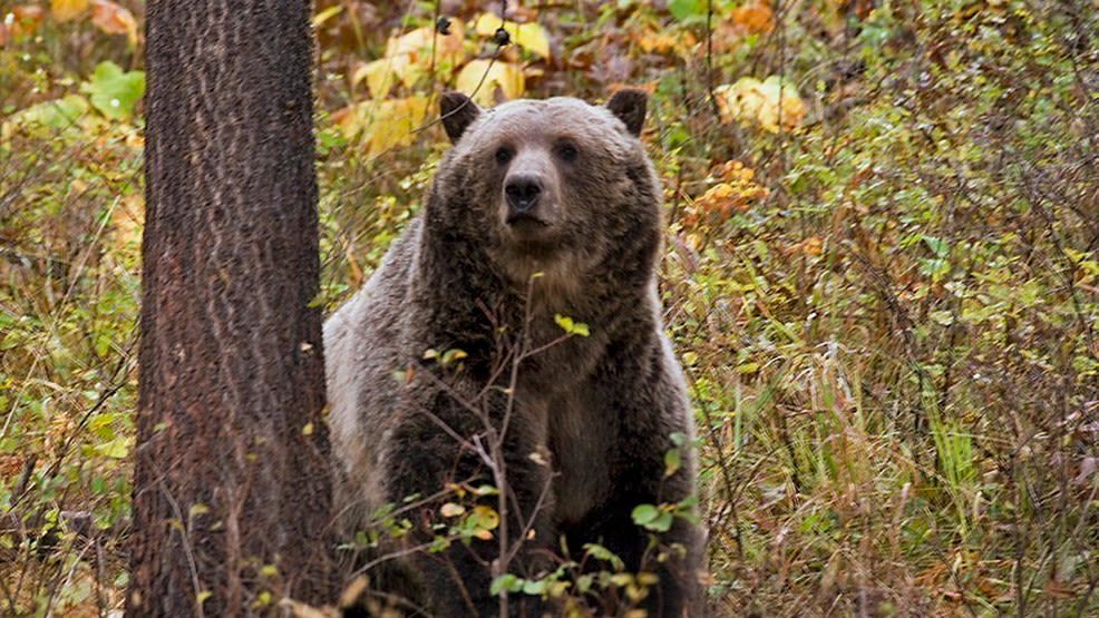 Grizzly bear activity closes area in Beartooth Ranger District