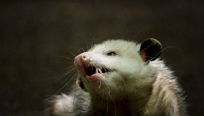 Once thought too cold for the marsupials, Montreal home to growing number of opossums