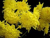 Chrysanthemum × morifolium