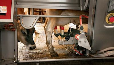 Iowa State University research identifies possible point of entry for avian flu in cattle
