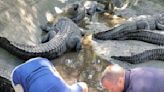 Resident gator at St. Augustine Alligator farm gets the all-clear from veterinarians