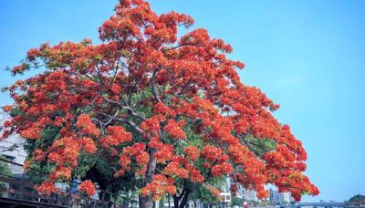 愛河鳳凰花開 高雄市觀光局邀民眾賞花用餐 (圖)