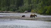 Grizzly bear mauls hunter, who fatally shoots animal in Alaska, officials say