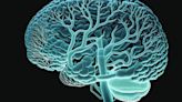 Nuevo estudio revela cómo maduran las neuronas en el cerebro adulto