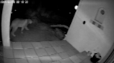 Camera captures mountain lion strolling through SLO County yard