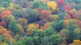 Happy Arbor Day! These 20 books will change the way you think about trees