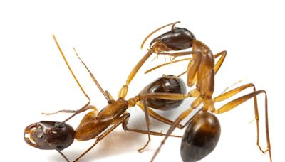 Carpenter ants amputate the legs of their nestmates to save their lives, study says