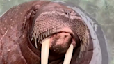 'I am the walrus': Balzak the walrus shows off his pipes by 'singing'