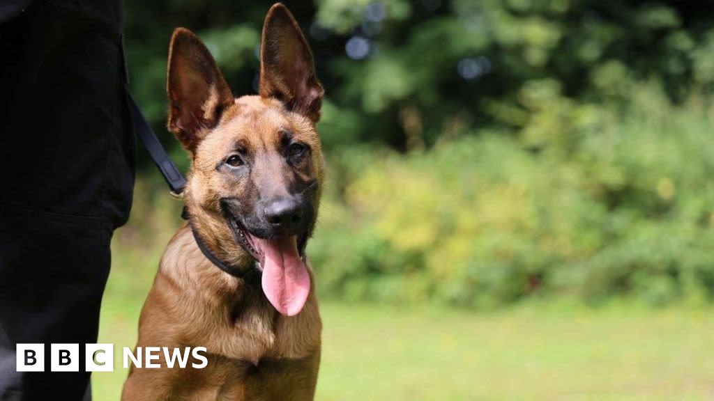 Rescue puppy adopted by Nottinghamshire Police