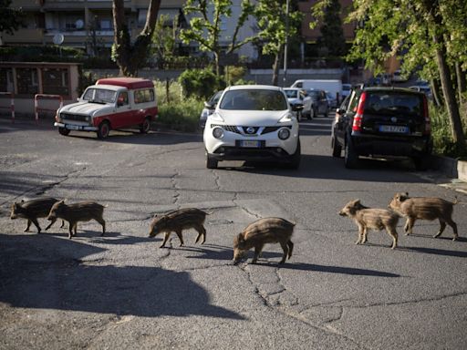 Italy is sending soldiers to stop wild boars menacing its $8.8 billion prosciutto and sausage industry