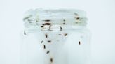 Say Goodbye to Fruit Flies! 3 Traps You Can DIY to Get Rid of 'Em Fast