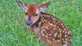 Wildlife experts recommend leaving fawns alone