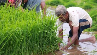 Why area under paddy may increase in Punjab this year