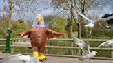 A zoo in England is hiring a seagull deterrent worker who has to wear a giant bird costume. It says the ad 'broke the internet' and received hundreds of applications.