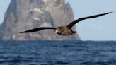 Seabirds that swallow ocean plastic waste have scarring in their stomachs – scientists have named this disease 'plasticosis'