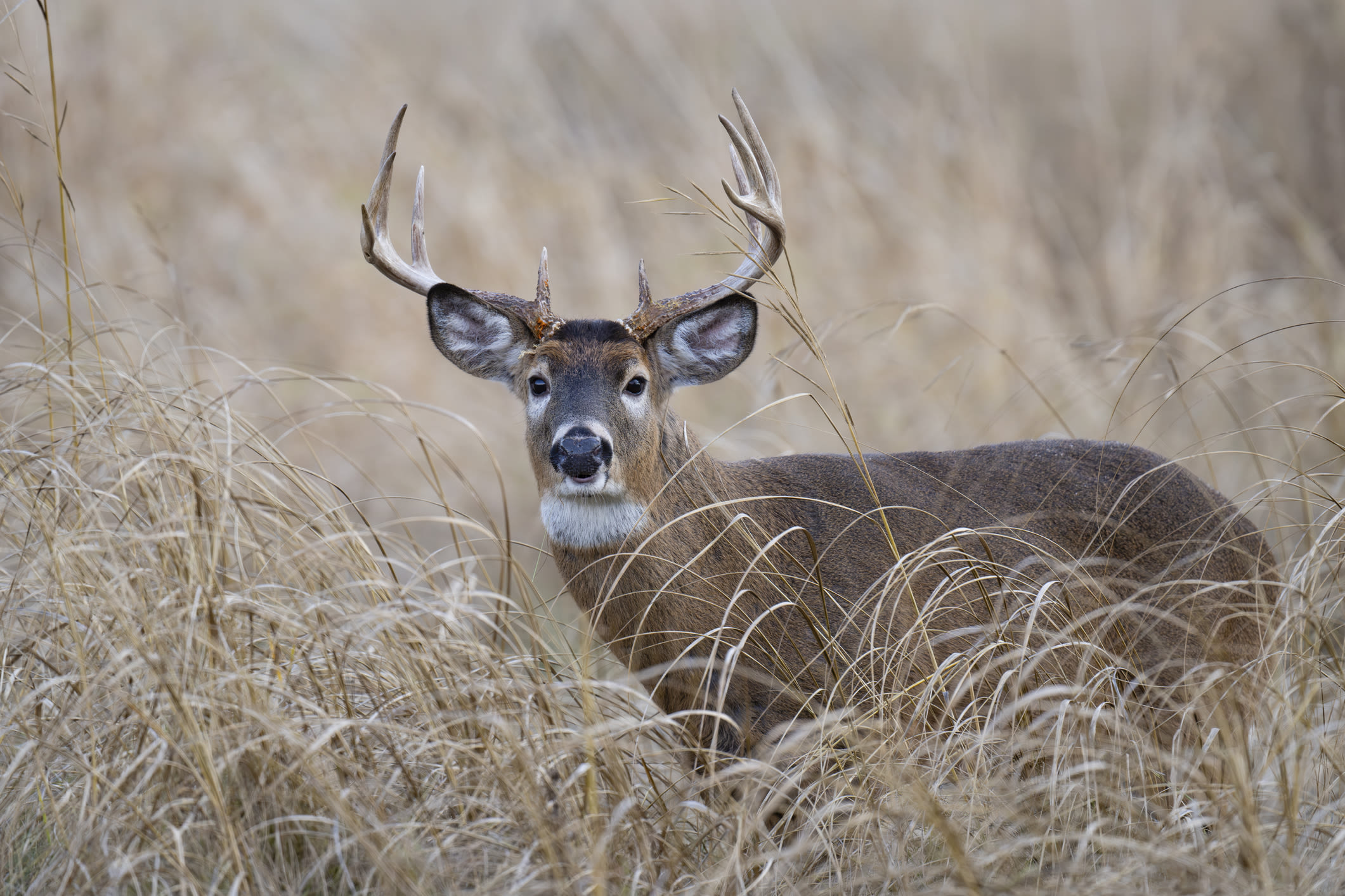 As climate change pushes deer north, other animals may lose out