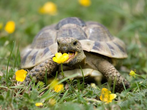 Tiny Tortoise Eating Clover Is the Timeline Cleanse Everybody Needs