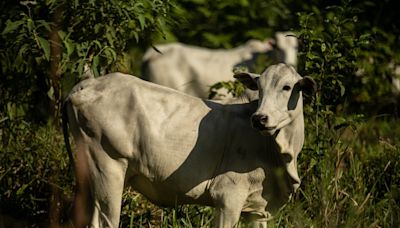 Agricultores europeus temem ficar sem soja brasileira para o gado com lei antidesmatamento da UE